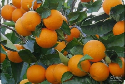 فروش نارنگی پیج