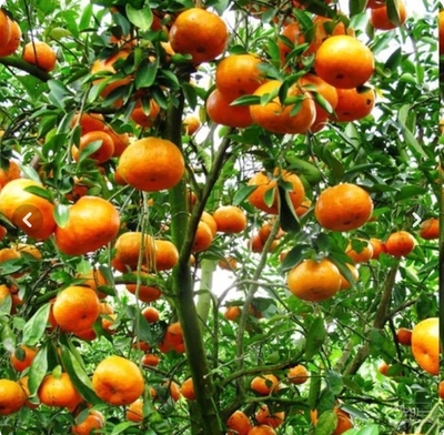 فروش نارنگی ژاپنی