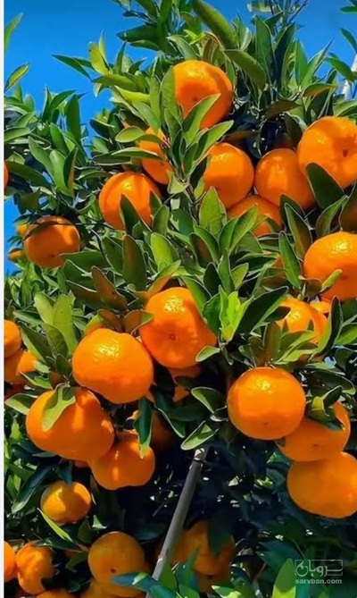 فروش نارنگی محلی