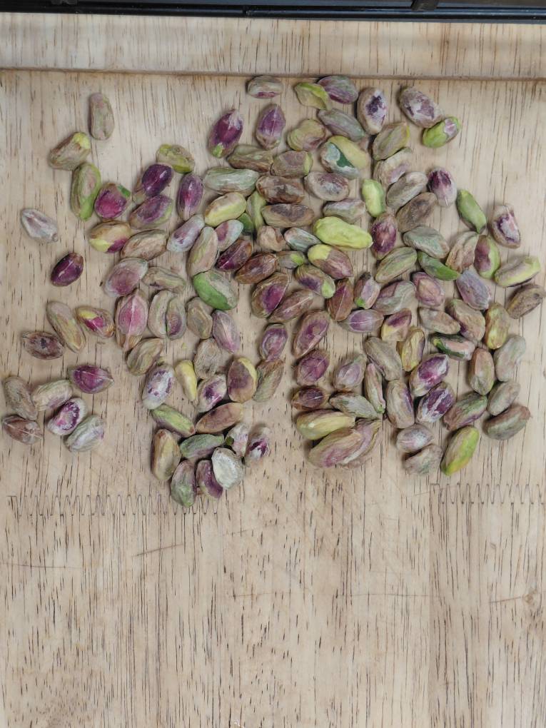 فروش پسته