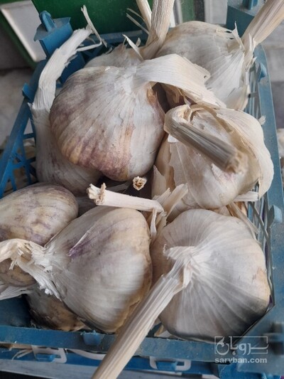 فروش سیر
