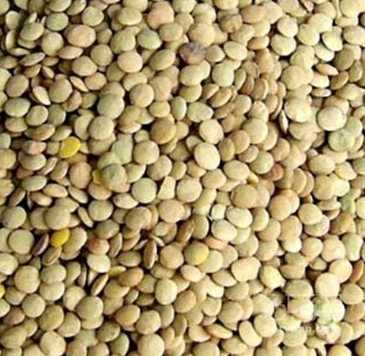 فروش عدس