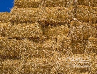 فروش کاه و کلش گندم