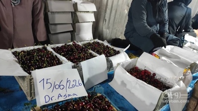 فروش گیلاس