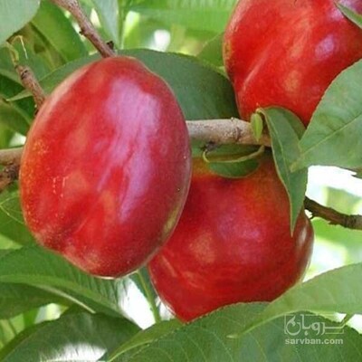 فروش شلیل