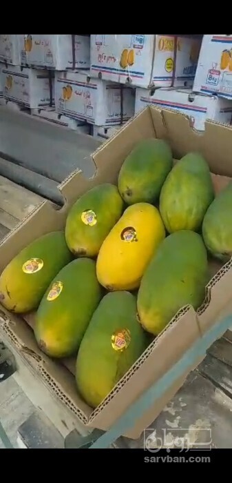 فروش انبه