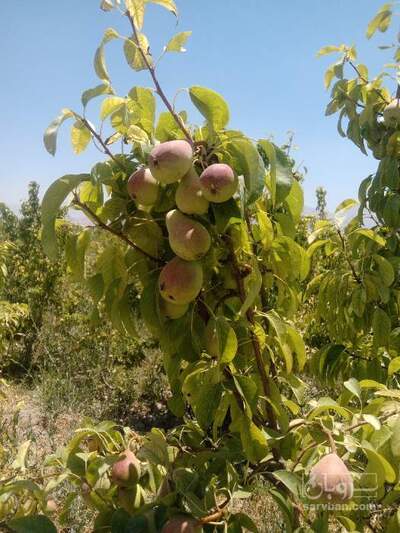 فروش گلابی