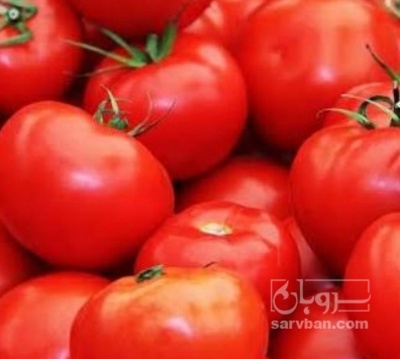 فروش گوجه فرنگی