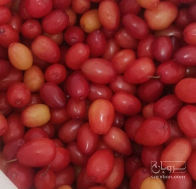 فروش زغال اخته تازه