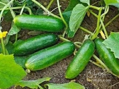 فروش خیار خیار شوری