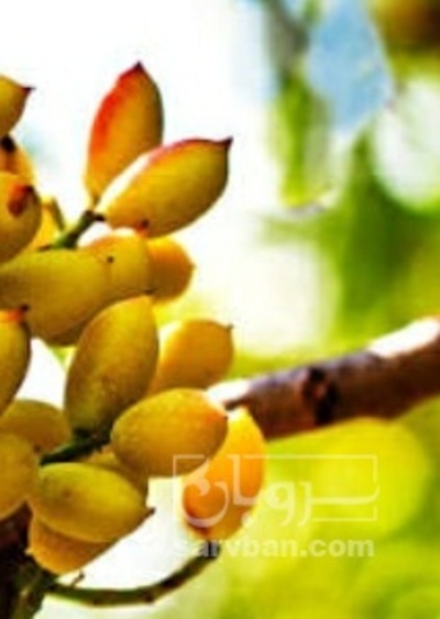فروش پسته