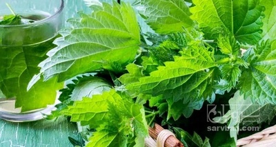 فروش عرق گزنه