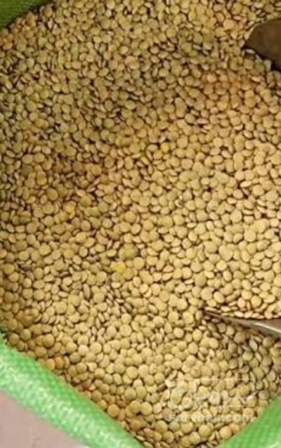 فروش عدس