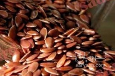 فروش کتان (گیاه الیافی)