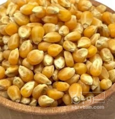 فروش ذرت