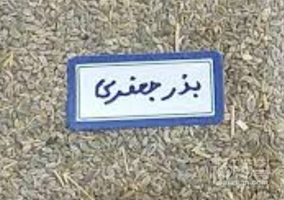 فروش بذر جعفری