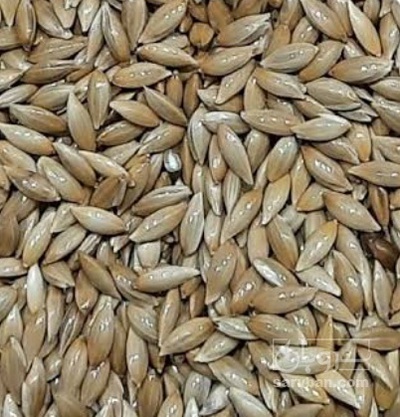 فروش کتان (گیاه الیافی)