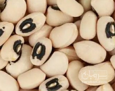 فروش لوبیا چشم بلبلی