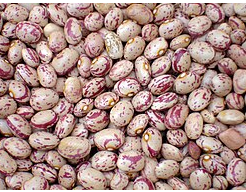 فروش لوبیا چیتی