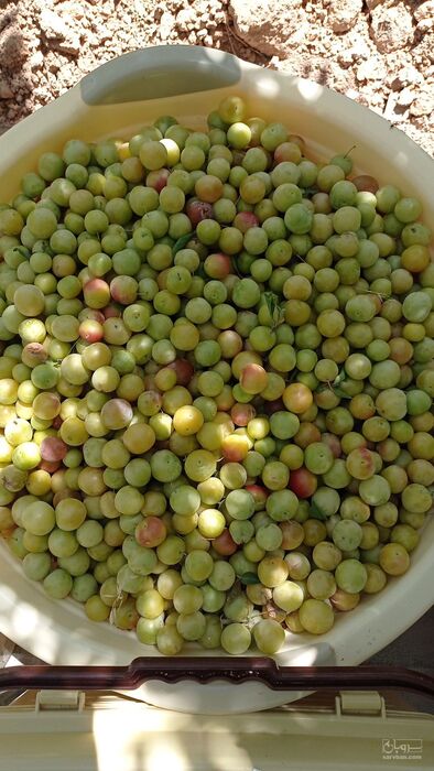 فروش آلو قطره طلا