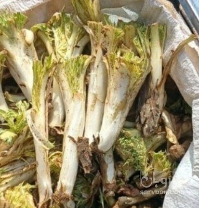 فروش کنگر