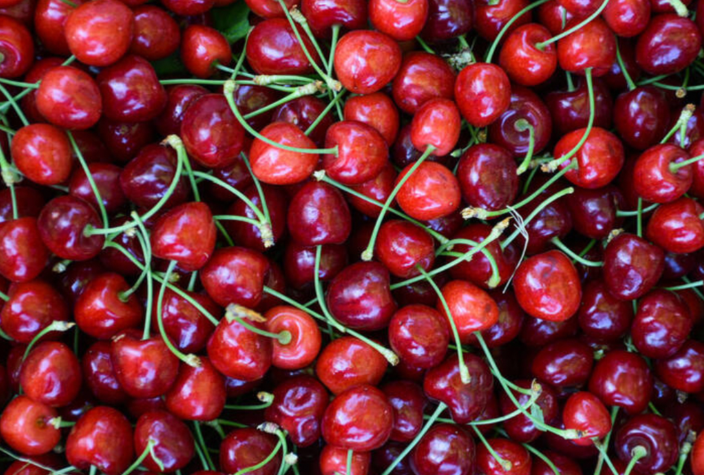 فروش گیلاس