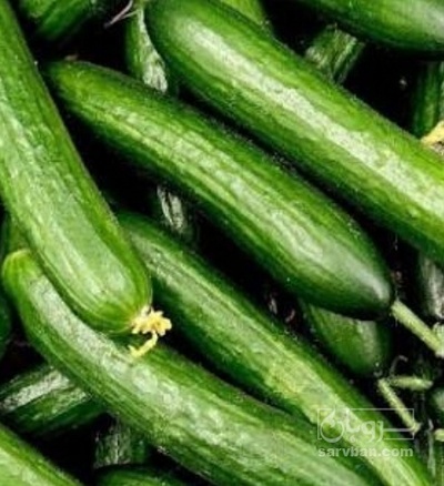فروش خیار
