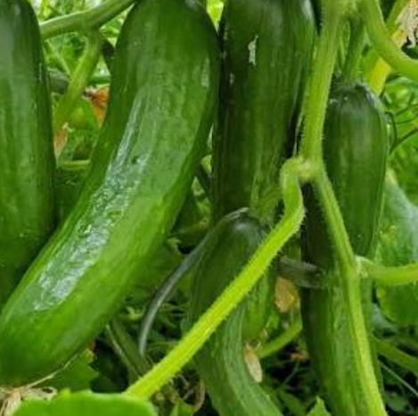 فروش خیار خیار شوری
