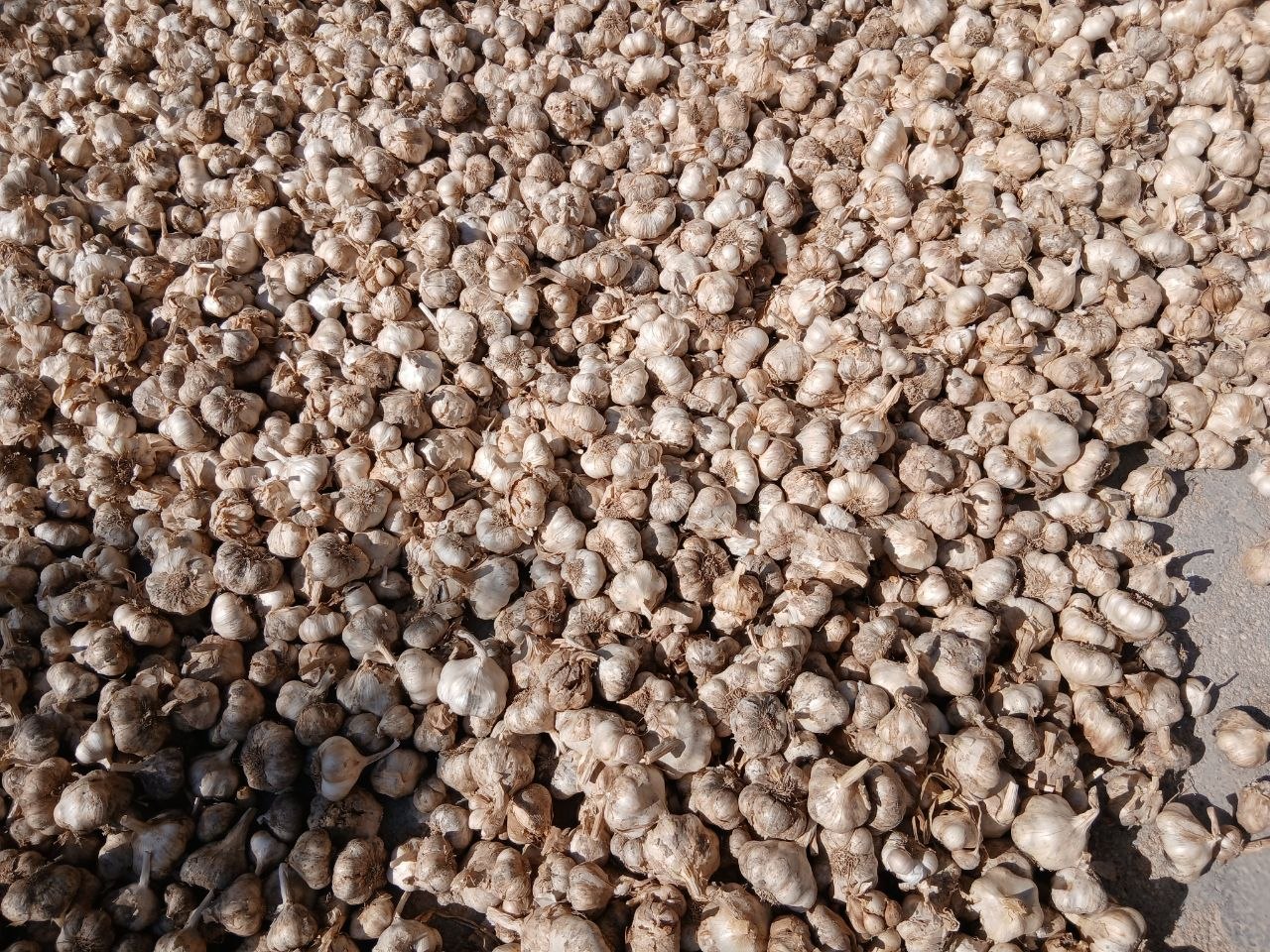 فروش سیر