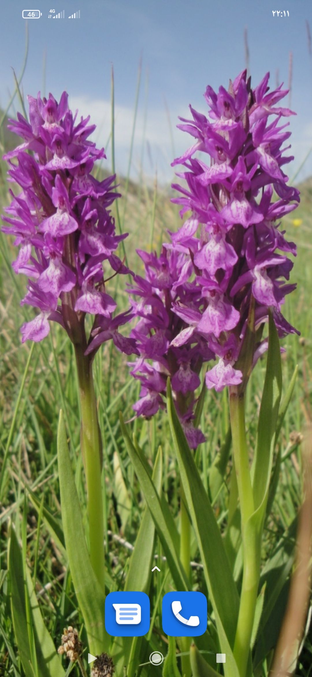 فروش ثعلب (گیاه‌ دارویی)