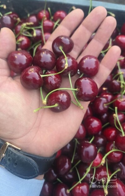 فروش گیلاس