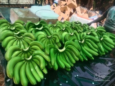 فروش موز