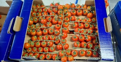 فروش گوجه فرنگی