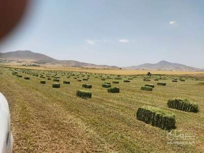 فروش یونجه