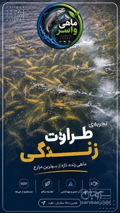 فروش ماهی قزل آلا