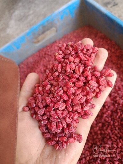 فروش زرشک