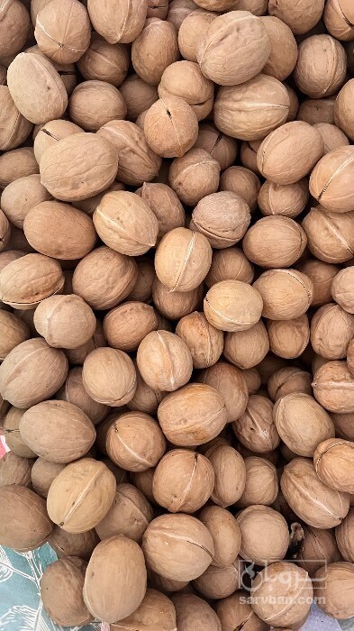 فروش گردو