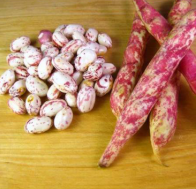 فروش لوبیا چیتی