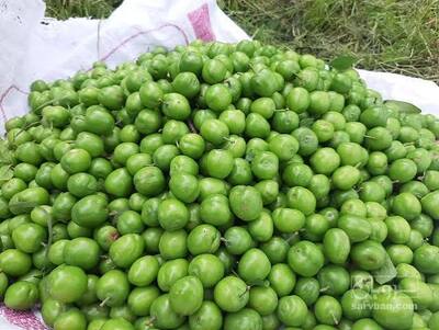 فروش گوجه سبز