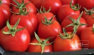فروش گوجه فرنگی