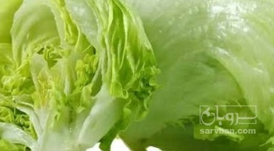 فروش کاهو ایسبرگ - آیسبرگ