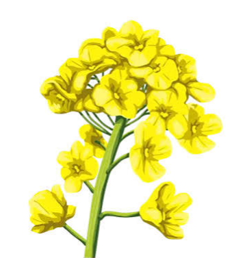 فروش کلزا