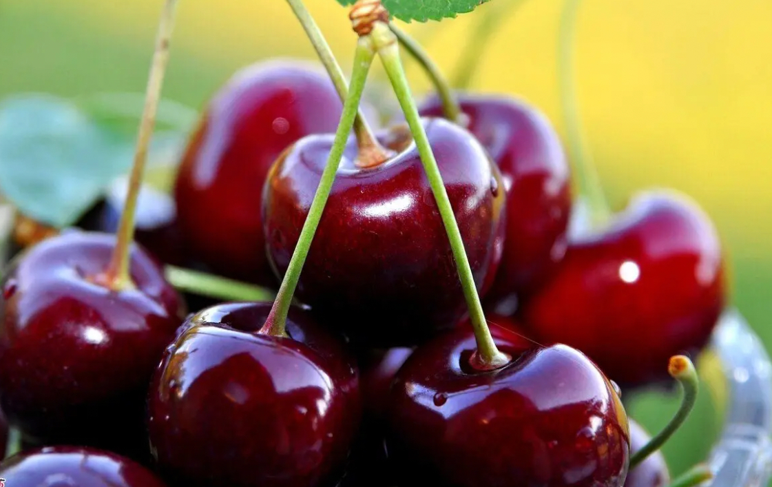 فروش گیلاس