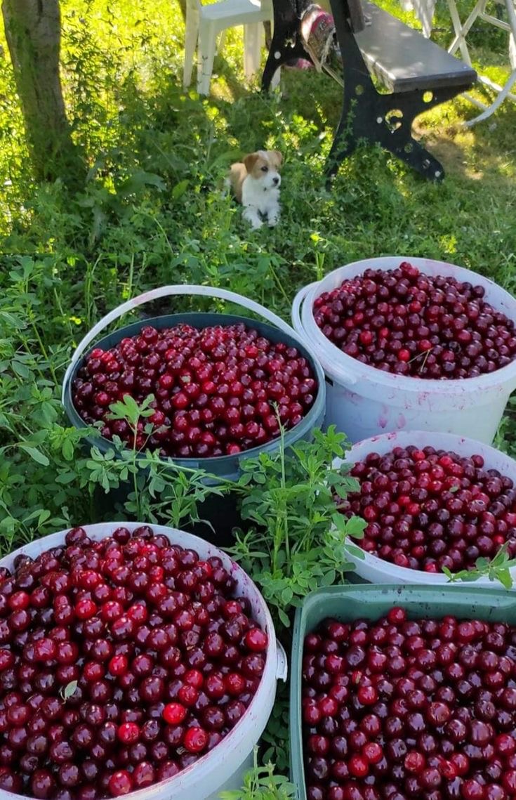 فروش آلبالو