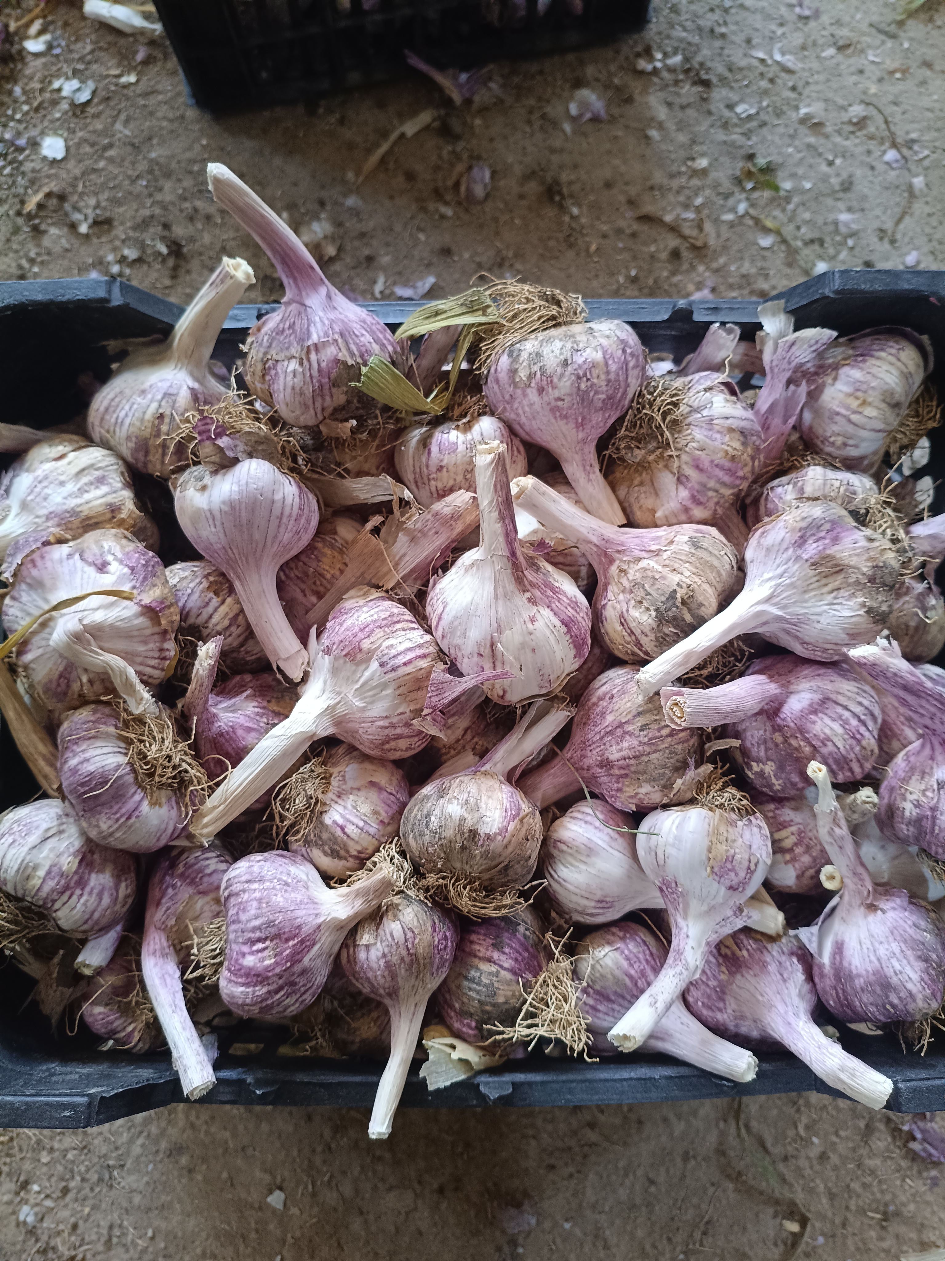فروش سیر