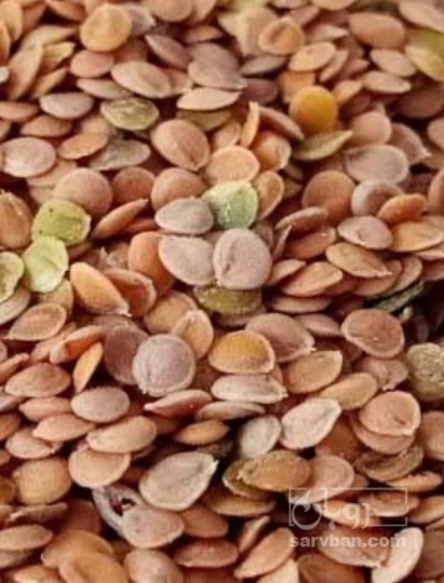 فروش قدومه (گیاه‌ دارویی)