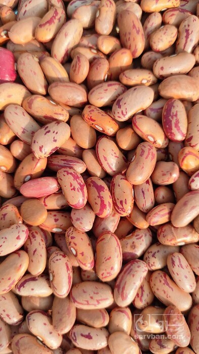 فروش لوبیا چیتی