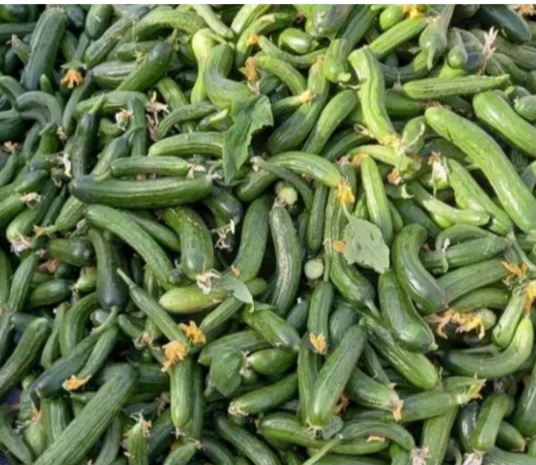 فروش خیار