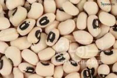 فروش لوبیا چشم بلبلی
