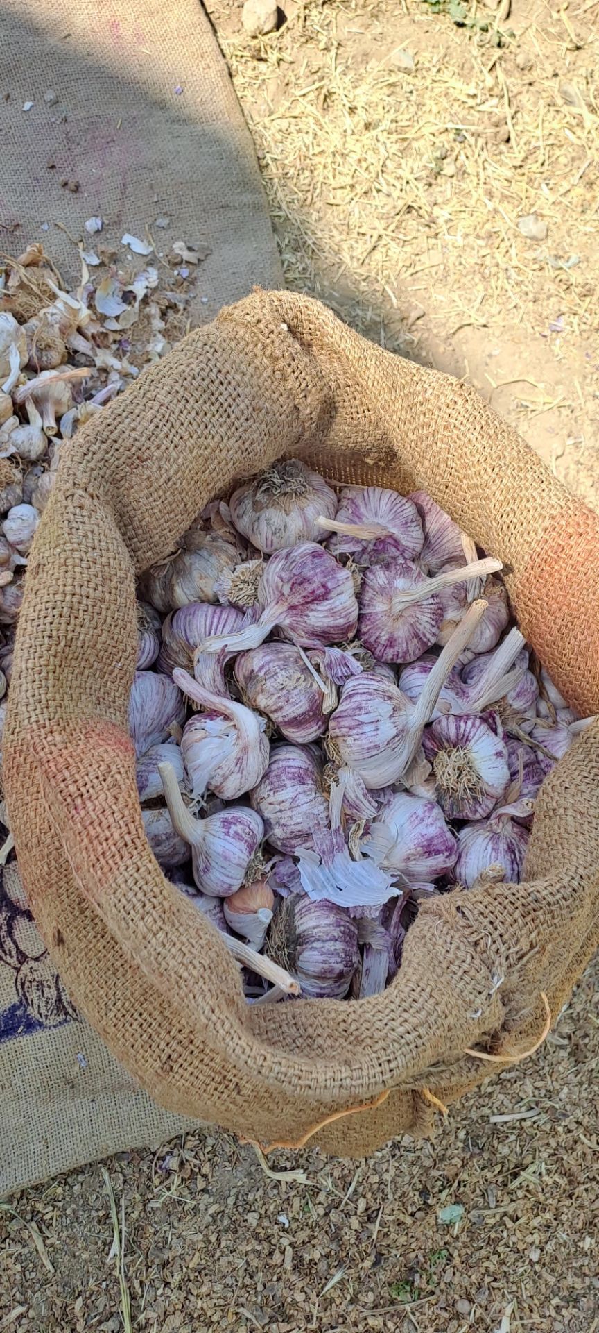 فروش سیر